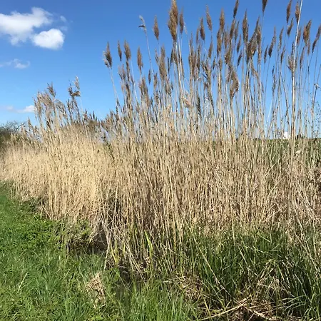Rhoen - Nestchen Dermbach