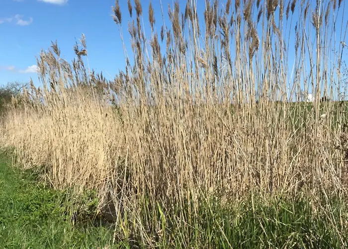 Rhoen - Nestchen Dermbach